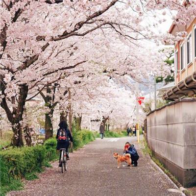 平安产险河北分公司在秦皇岛多地落地